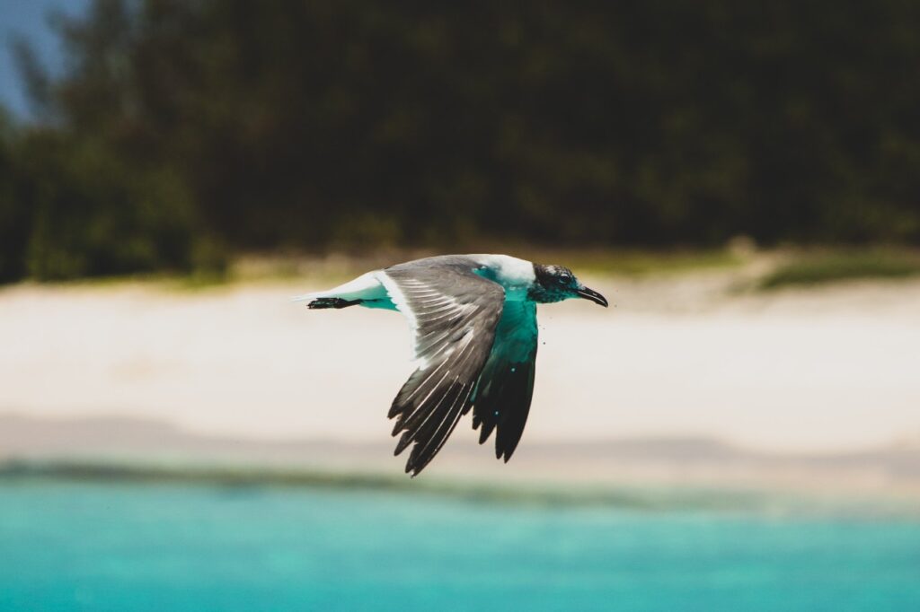 Is Limited liability an Ingenious device